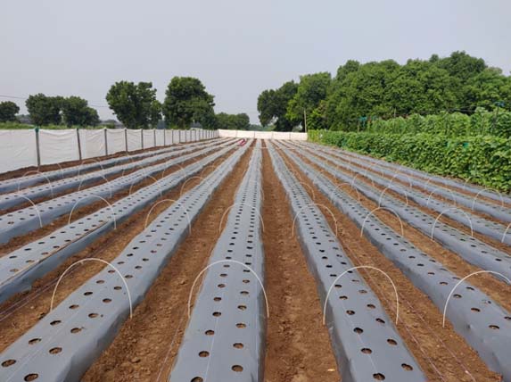 low tunnel farming